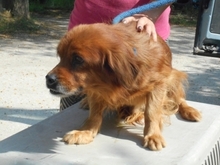 BÜRÖK, Hund, Dackel-Cocker Spaniel-Mix in Ungarn - Bild 14