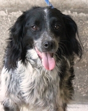 ICARO, Hund, Bretonischer Setter in Italien - Bild 1
