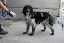 ICARO, Hund, Bretonischer Setter in Italien - Bild 2