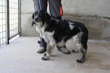 ICARO, Hund, Bretonischer Setter in Italien - Bild 3