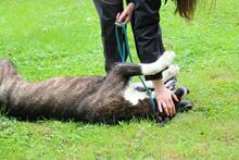 LISANDRO, Hund, Mischlingshund in Italien - Bild 12