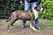 LISANDRO, Hund, Mischlingshund in Italien - Bild 4