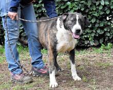 LISANDRO, Hund, Mischlingshund in Italien - Bild 6