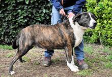 LISANDRO, Hund, Mischlingshund in Italien - Bild 7