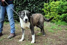 LISANDRO, Hund, Mischlingshund in Italien - Bild 9
