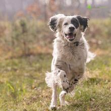 MARTIN, Hund, English Setter in Bienenbüttel - Bild 3