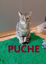 PUCHE, Katze, Europäisch Kurzhaar-Mix in Bulgarien - Bild 1