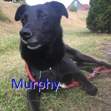 MURPHY, Hund, Mischlingshund in Neustadt - Bild 3