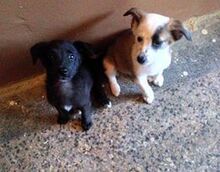 MURPHY, Hund, Mischlingshund in Neustadt - Bild 8