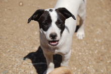 PATCHES, Hund, Mischlingshund in Griechenland - Bild 1