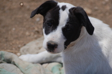 PATCHES, Hund, Mischlingshund in Griechenland - Bild 2