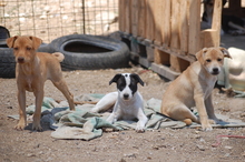 PATCHES, Hund, Mischlingshund in Griechenland - Bild 3