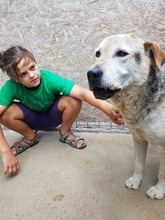 TEMBE, Hund, Mischlingshund in Rumänien - Bild 2