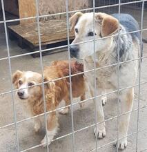 TEMBE, Hund, Mischlingshund in Rumänien - Bild 4