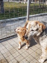 TEMBE, Hund, Mischlingshund in Rumänien - Bild 5