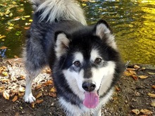 IVAN, Hund, Alaskan Malamute in Hamburg - Bild 1
