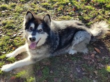 IVAN, Hund, Alaskan Malamute in Hamburg - Bild 10