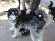 IVAN, Hund, Alaskan Malamute in Hamburg - Bild 11