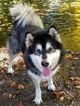 IVAN, Hund, Alaskan Malamute in Hamburg - Bild 7