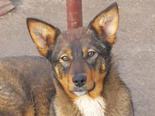 ALONDRA, Hund, Mischlingshund in Heiligenhaus - Bild 1