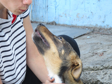 ALONDRA, Hund, Mischlingshund in Heiligenhaus - Bild 10