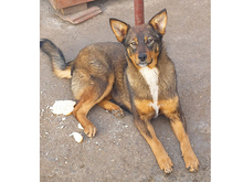 ALONDRA, Hund, Mischlingshund in Heiligenhaus - Bild 2