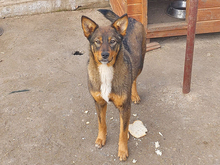 ALONDRA, Hund, Mischlingshund in Heiligenhaus - Bild 3