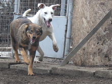 ALONDRA, Hund, Mischlingshund in Heiligenhaus - Bild 5