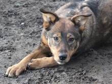 ALONDRA, Hund, Mischlingshund in Heiligenhaus - Bild 6
