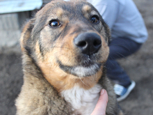 ALONDRA, Hund, Mischlingshund in Heiligenhaus - Bild 7