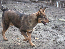 ALONDRA, Hund, Mischlingshund in Heiligenhaus - Bild 8