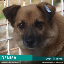 DENISA, Hund, Mischlingshund in Rumänien - Bild 1