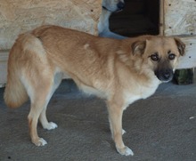 DENISA, Hund, Mischlingshund in Rumänien - Bild 10