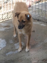 DENISA, Hund, Mischlingshund in Rumänien - Bild 11
