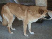 DENISA, Hund, Mischlingshund in Rumänien - Bild 12