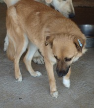 DENISA, Hund, Mischlingshund in Rumänien - Bild 13