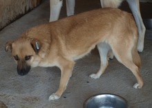 DENISA, Hund, Mischlingshund in Rumänien - Bild 14