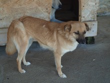 DENISA, Hund, Mischlingshund in Rumänien - Bild 15