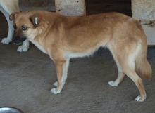 DENISA, Hund, Mischlingshund in Rumänien - Bild 16