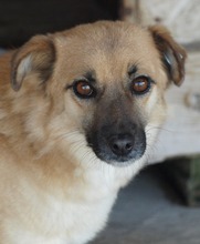 DENISA, Hund, Mischlingshund in Rumänien - Bild 2