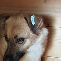 DENISA, Hund, Mischlingshund in Rumänien - Bild 20