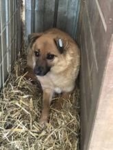 DENISA, Hund, Mischlingshund in Rumänien - Bild 23