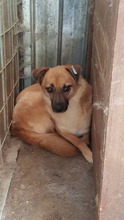 DENISA, Hund, Mischlingshund in Rumänien - Bild 24