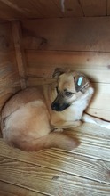 DENISA, Hund, Mischlingshund in Rumänien - Bild 25