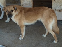 DENISA, Hund, Mischlingshund in Rumänien - Bild 4
