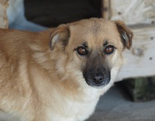 DENISA, Hund, Mischlingshund in Rumänien - Bild 7