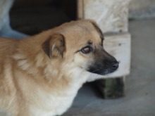 DENISA, Hund, Mischlingshund in Rumänien - Bild 9