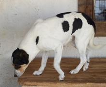ILLEANA, Hund, Mischlingshund in Rumänien - Bild 18