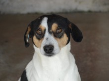 ILLEANA, Hund, Mischlingshund in Rumänien - Bild 2