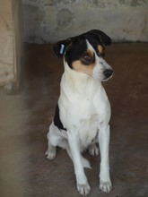ILLEANA, Hund, Mischlingshund in Rumänien - Bild 3